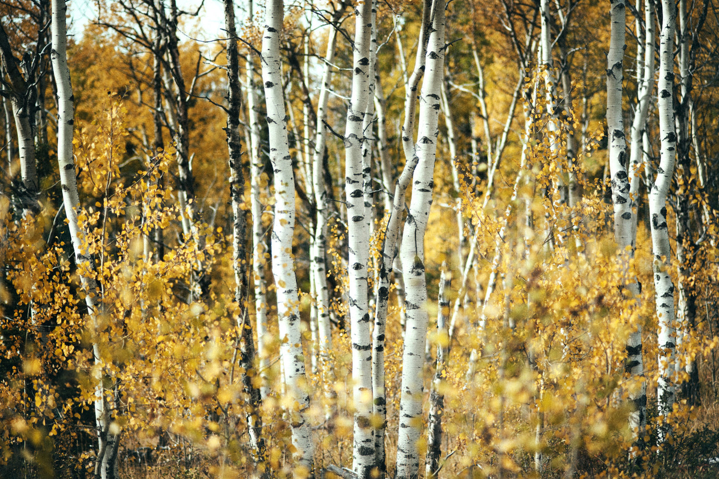 Aspens in Alberta <br>Archival Fine Art Chromogenic Print