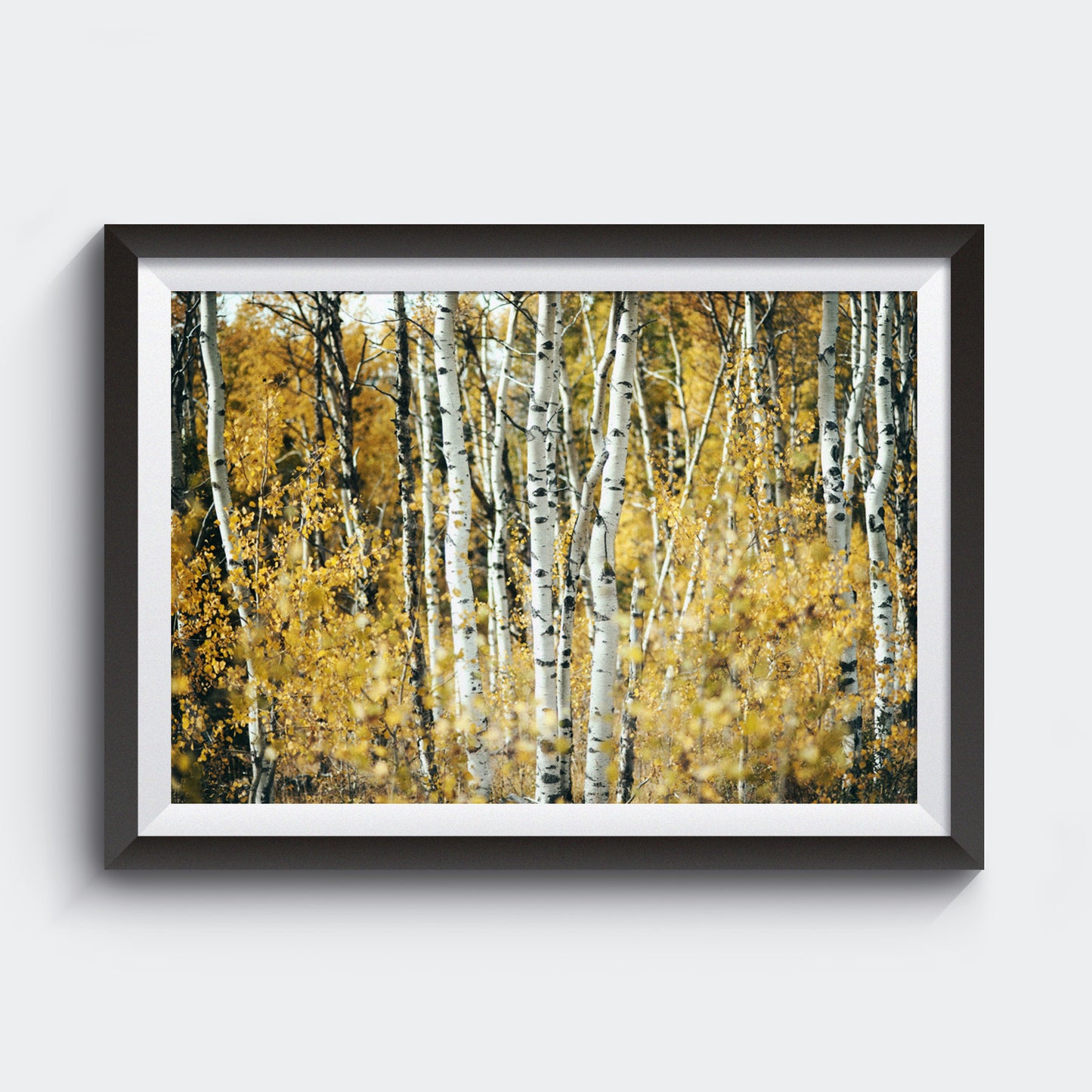 Aspens in Alberta <br>Archival Fine Art Chromogenic Print