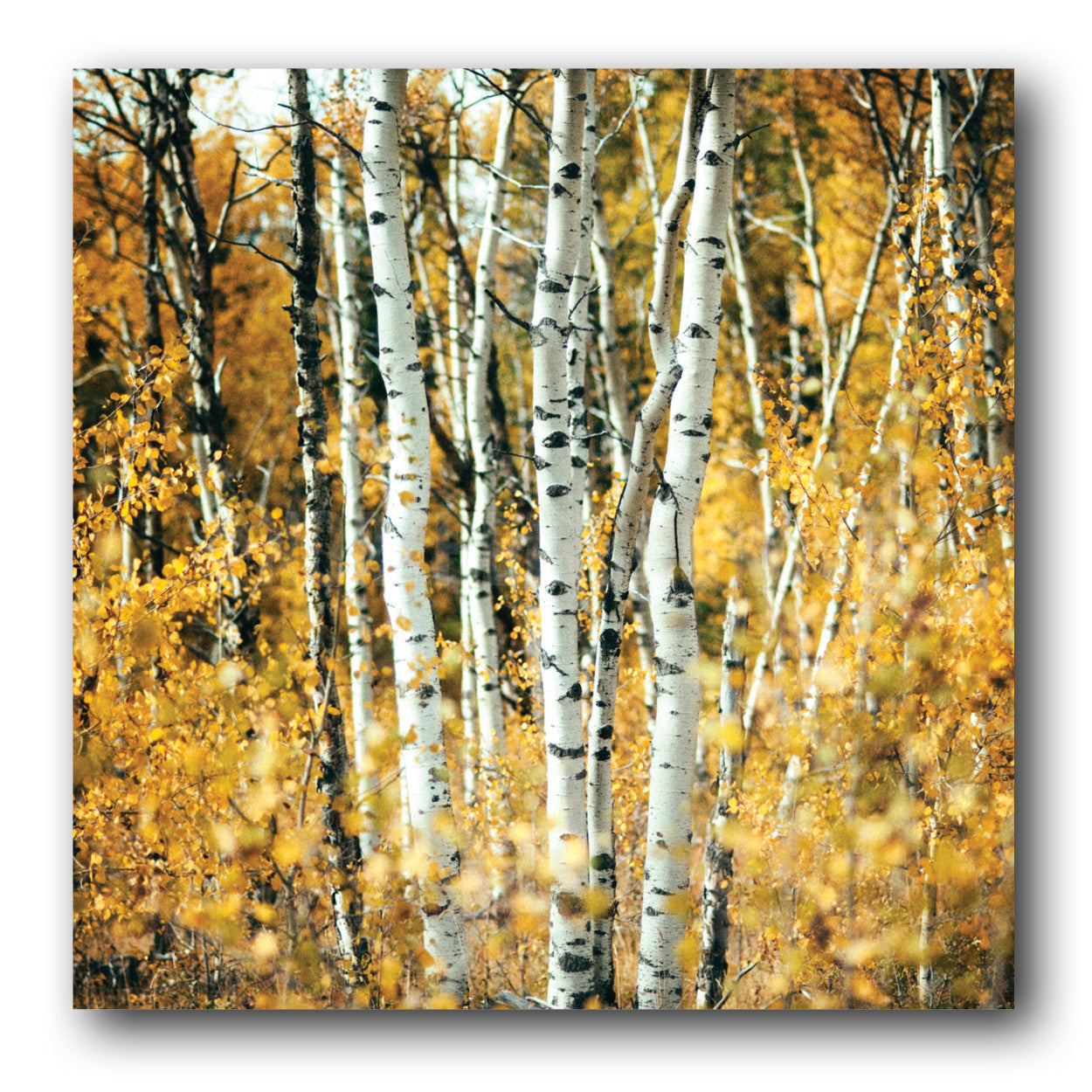 Aspens in Alberta <br>Archival Fine Art Chromogenic Print