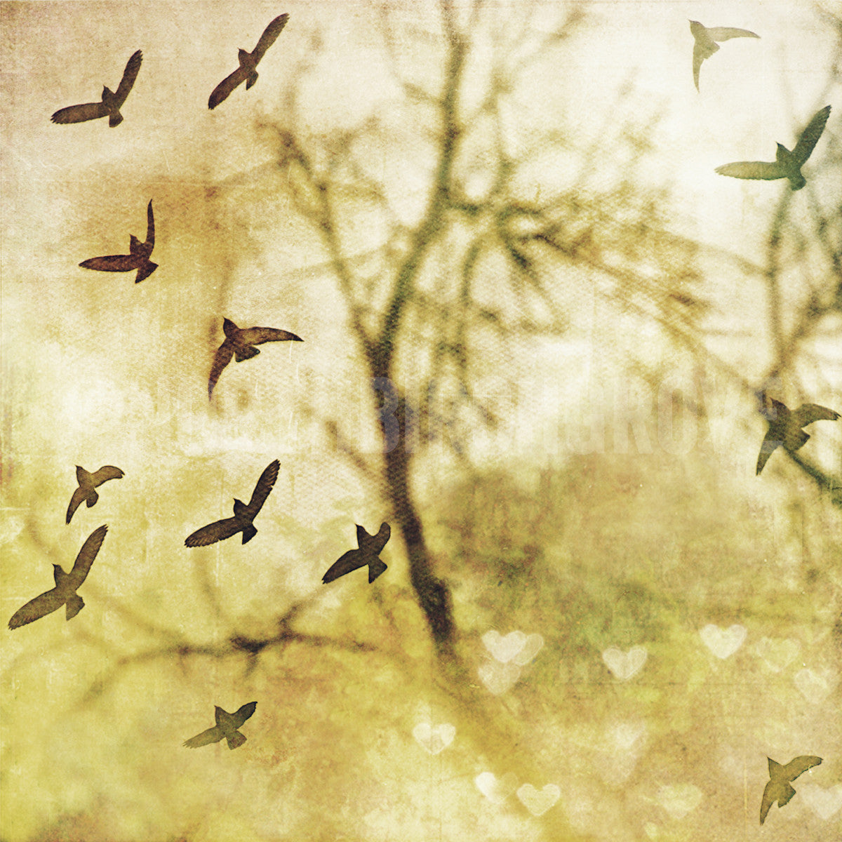 Bird Study No. 1<br>Archival Fine Art Chromogenic Print