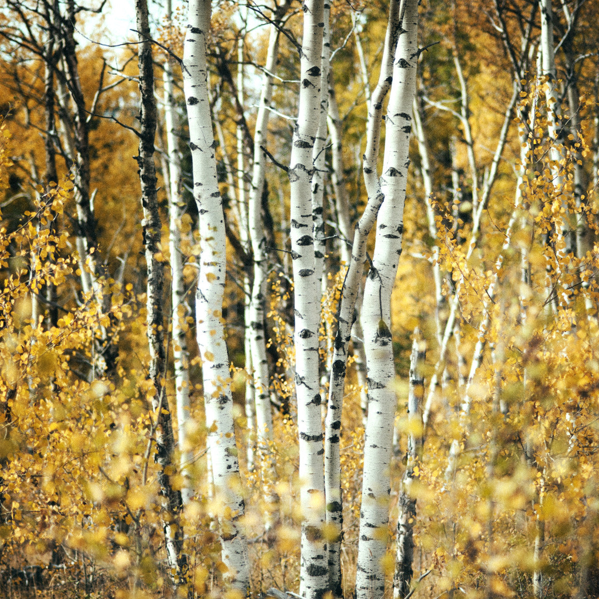 Aspens in Alberta <br>Archival Fine Art Chromogenic Print