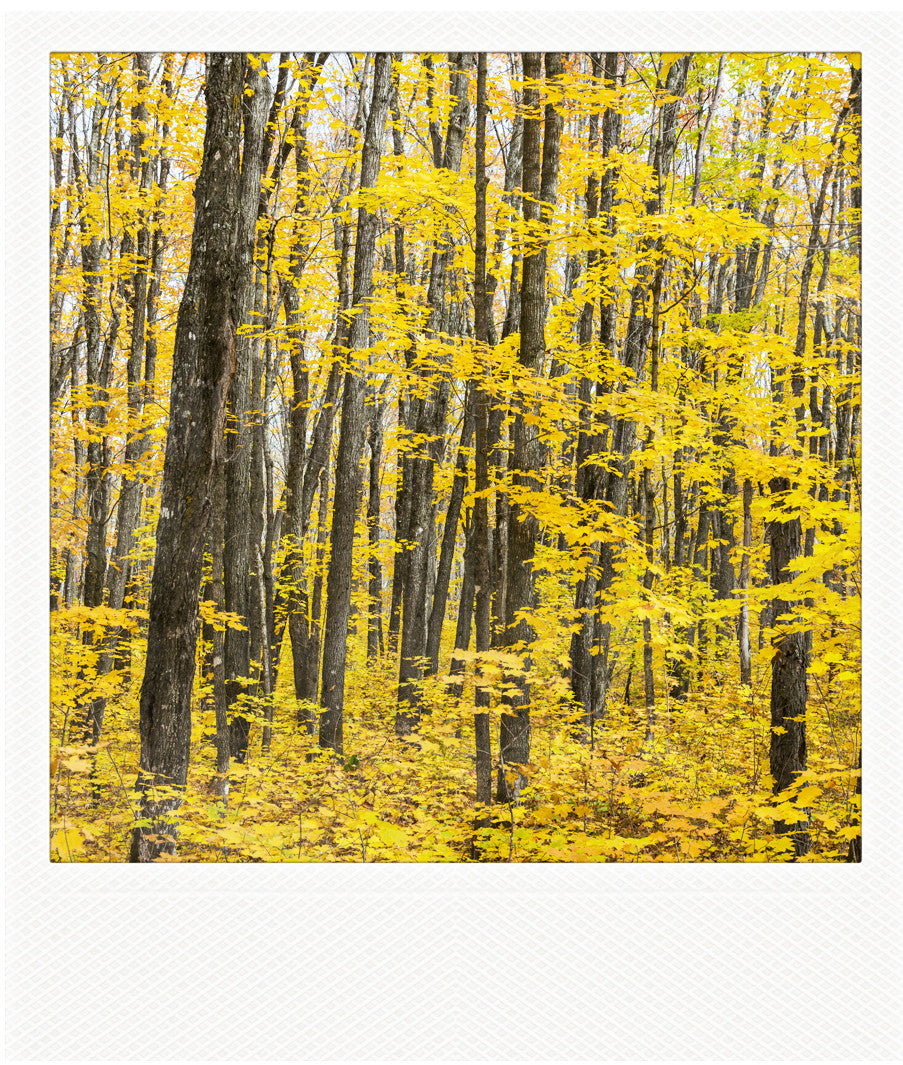 LIQUIDACIÓN Imán Polaroid Metálico<br> arces de azúcar