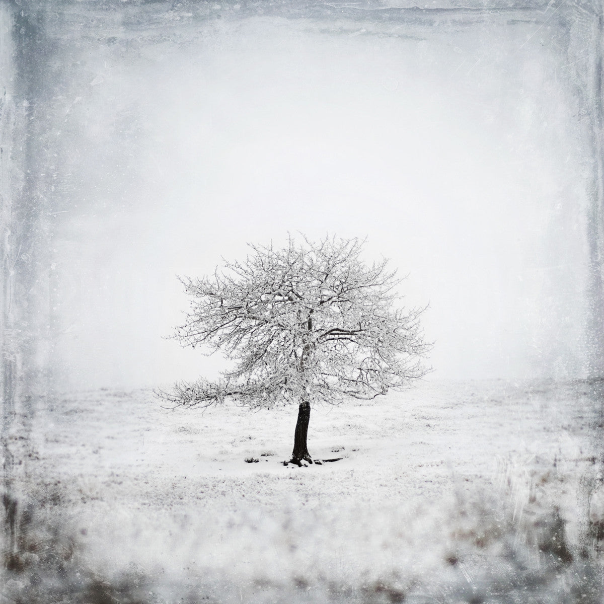 Lone Tree No. 2 <br>Vulcan County Alta<br>Archival Fine Art Chromogenic Print