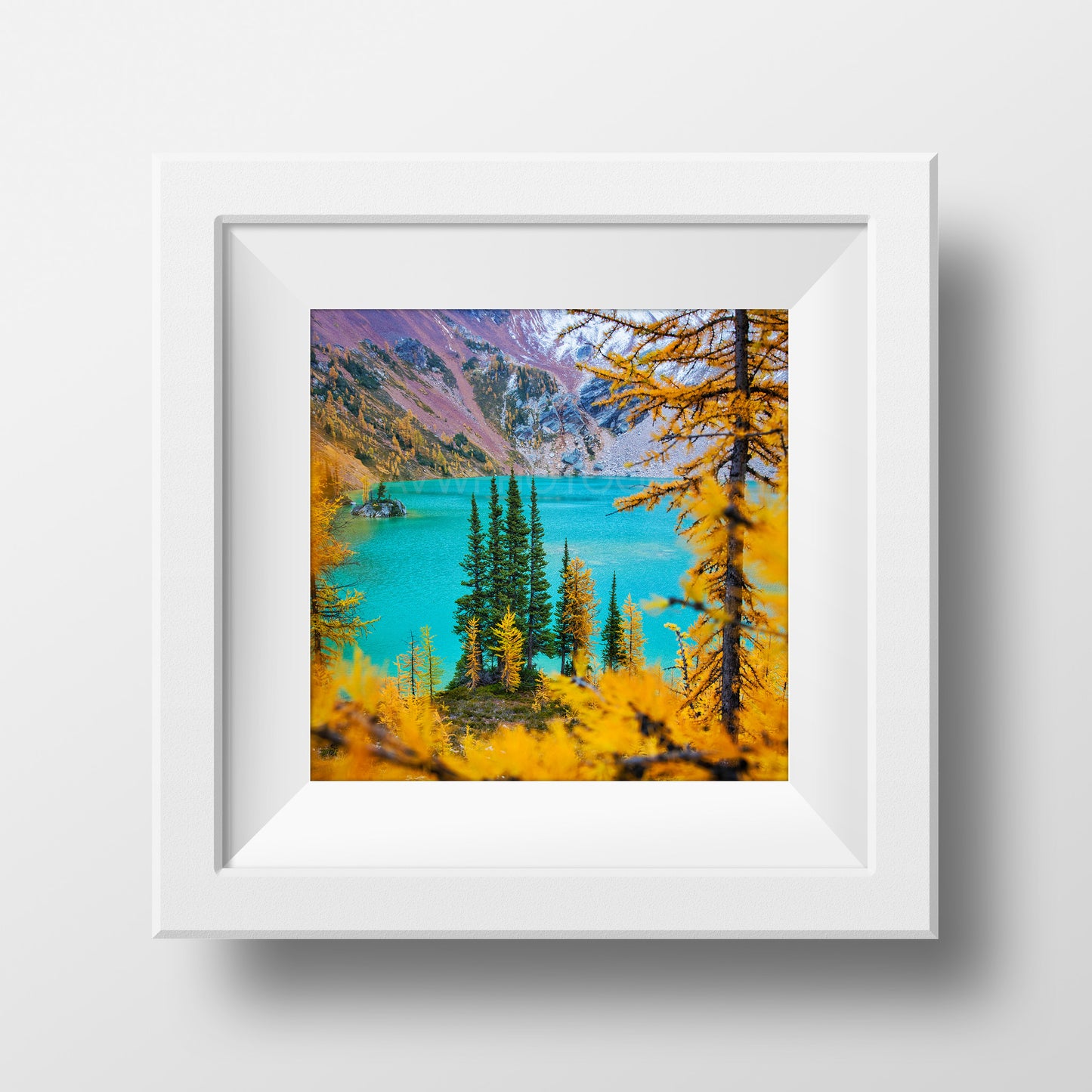 Autumn Larches<br>British Columbia Canada<br>Archival Fine Art Chromogenic Print