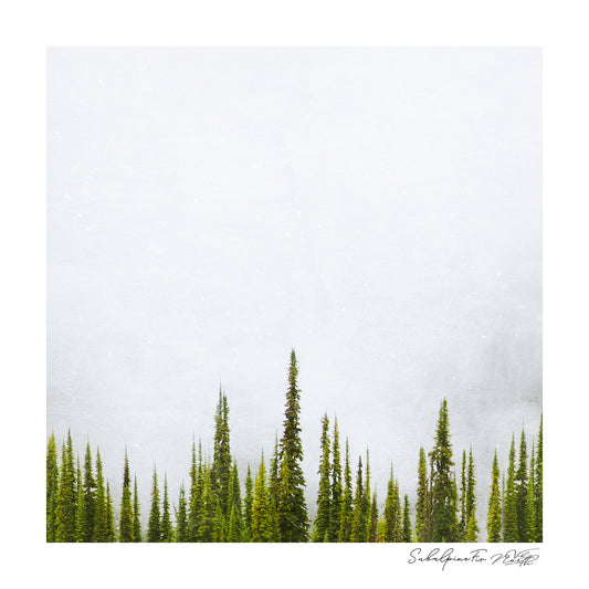 Fir Trees & Mist - Pretty Little Print