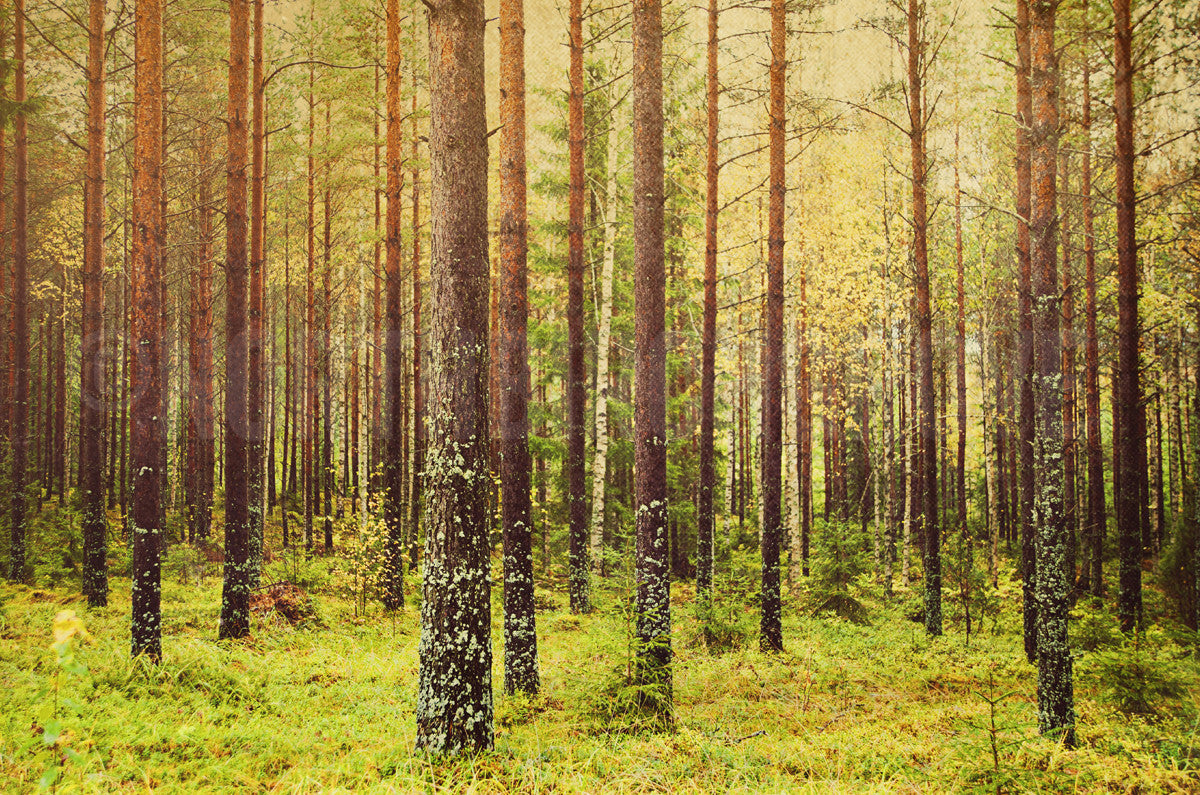 Bosque (metsä) en Finlandia <br>Impresión cromogénica de bellas artes de archivo de edición limitada
