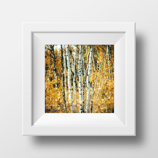 Aspens in Alberta <br>Archival Fine Art Chromogenic Print