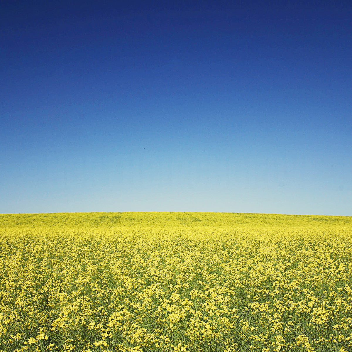 Canola Field in Alberta <br>Archival Fine Art Chromogenic Print