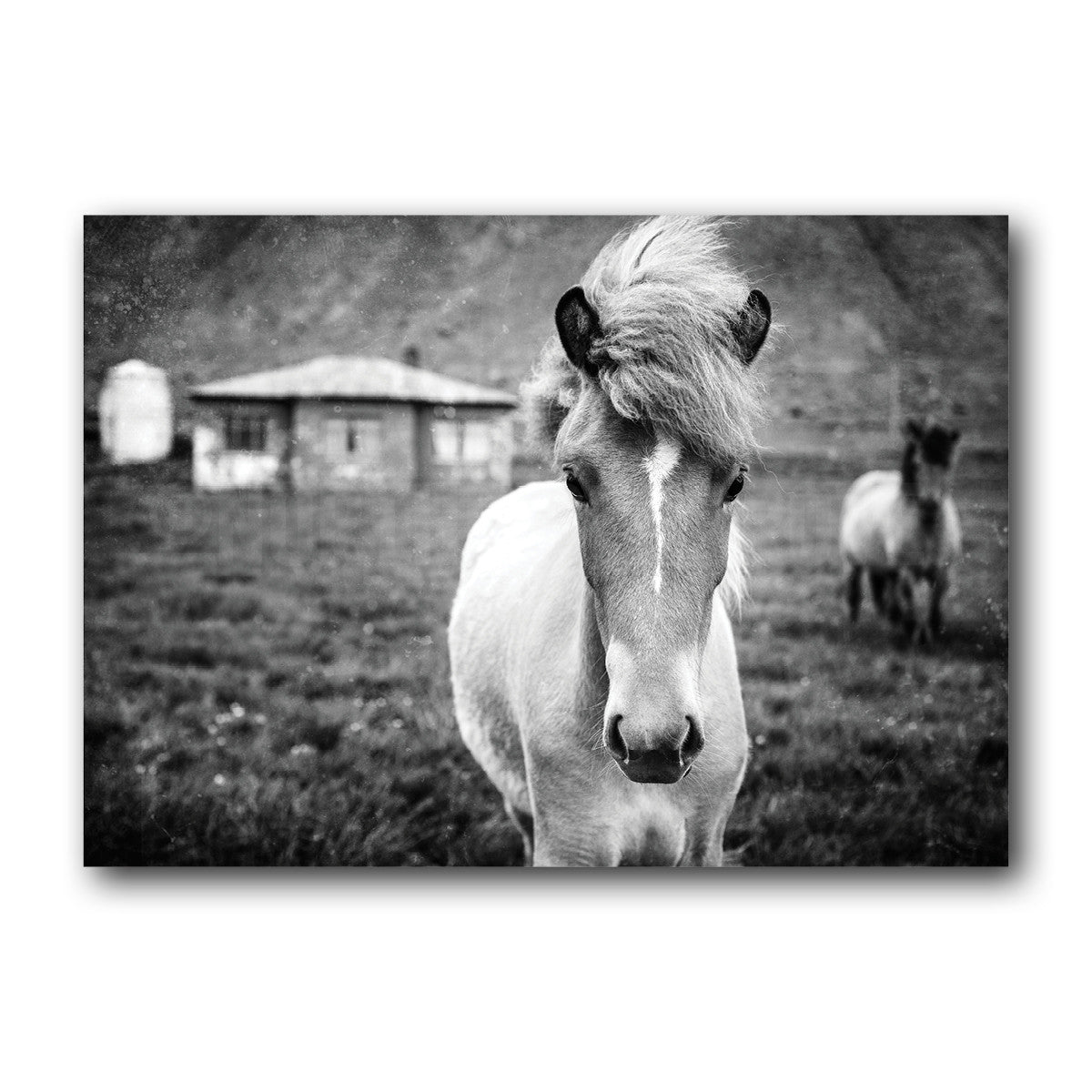 Kuva Collection<br> Icelandic Colt<br> Near Breiðdalsvík Iceland<br>Limited Release Archival B+W Print