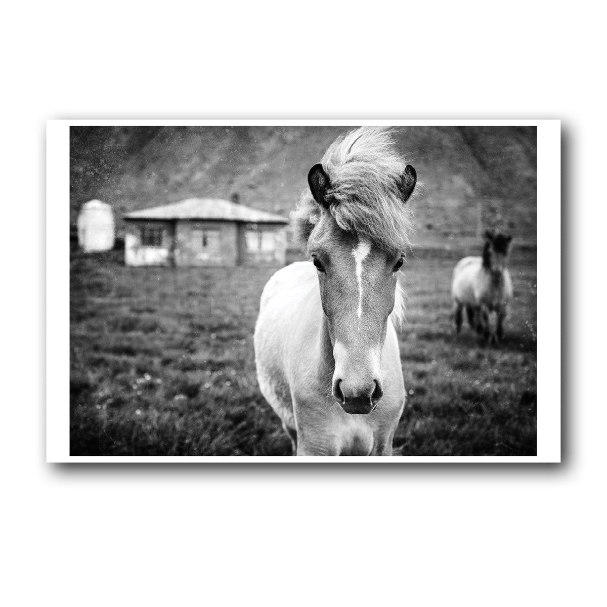Colección Kuva<br> potro islandés<br> Cerca de Breiðdalsvík Islandia<br> Impresión en blanco y negro de archivo de lanzamiento limitado