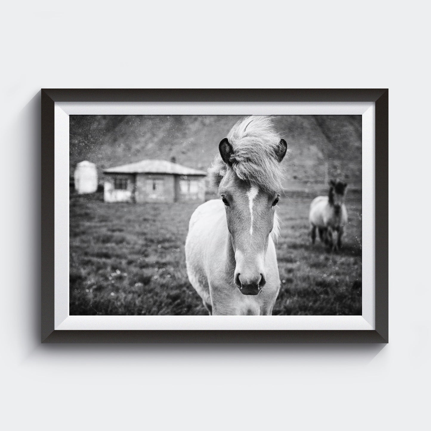 Colección Kuva<br> potro islandés<br> Cerca de Breiðdalsvík Islandia<br> Impresión en blanco y negro de archivo de lanzamiento limitado