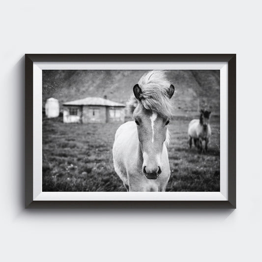 Colección Kuva<br> potro islandés<br> Cerca de Breiðdalsvík Islandia<br> Impresión en blanco y negro de archivo de lanzamiento limitado