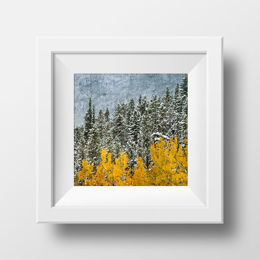 Snowdusted Aspens in Kananaskis Alberta <br>Archival Fine Art Chromogenic Print