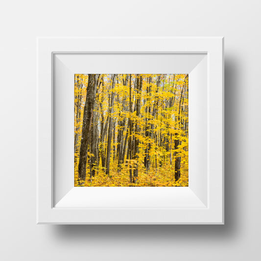 Sugar Maples<br> Canada<br>Archival Fine Art Chromogenic Print