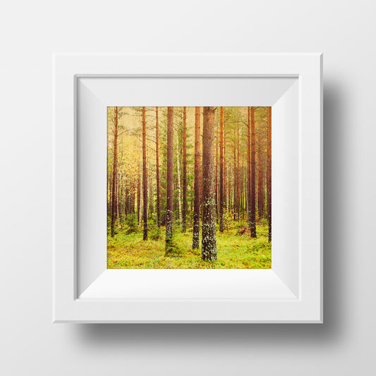 Bosque (metsä) en Finlandia<br> Impresión cromogénica de bellas artes de archivo<br>