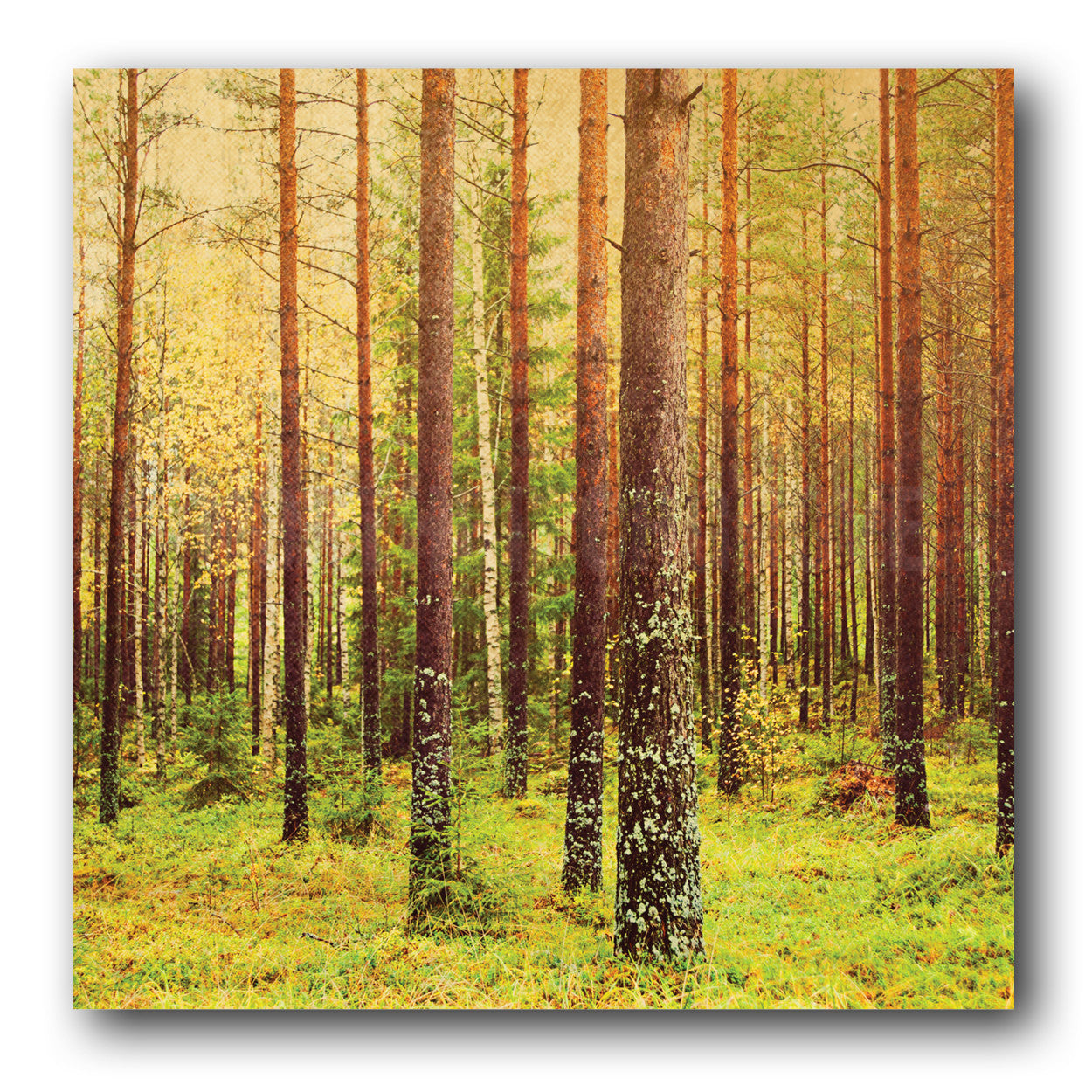 Forest (metsä) in Finland <br>Archival Fine Art Chromogenic Print<br>