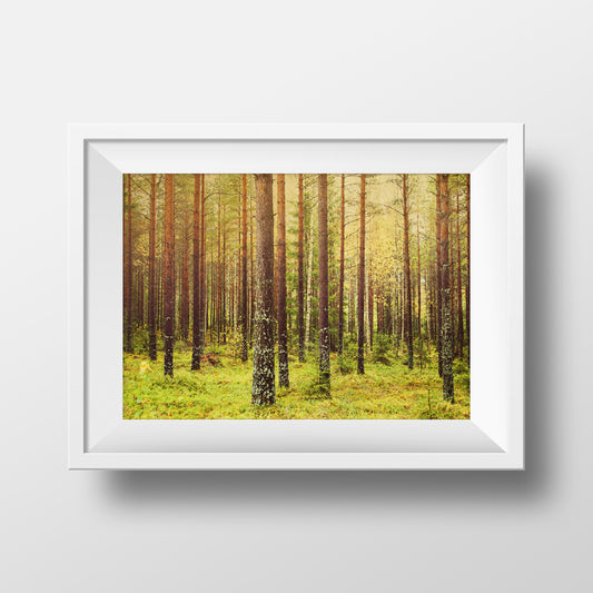 Bosque (metsä) en Finlandia <br>Impresión cromogénica de bellas artes de archivo de edición limitada