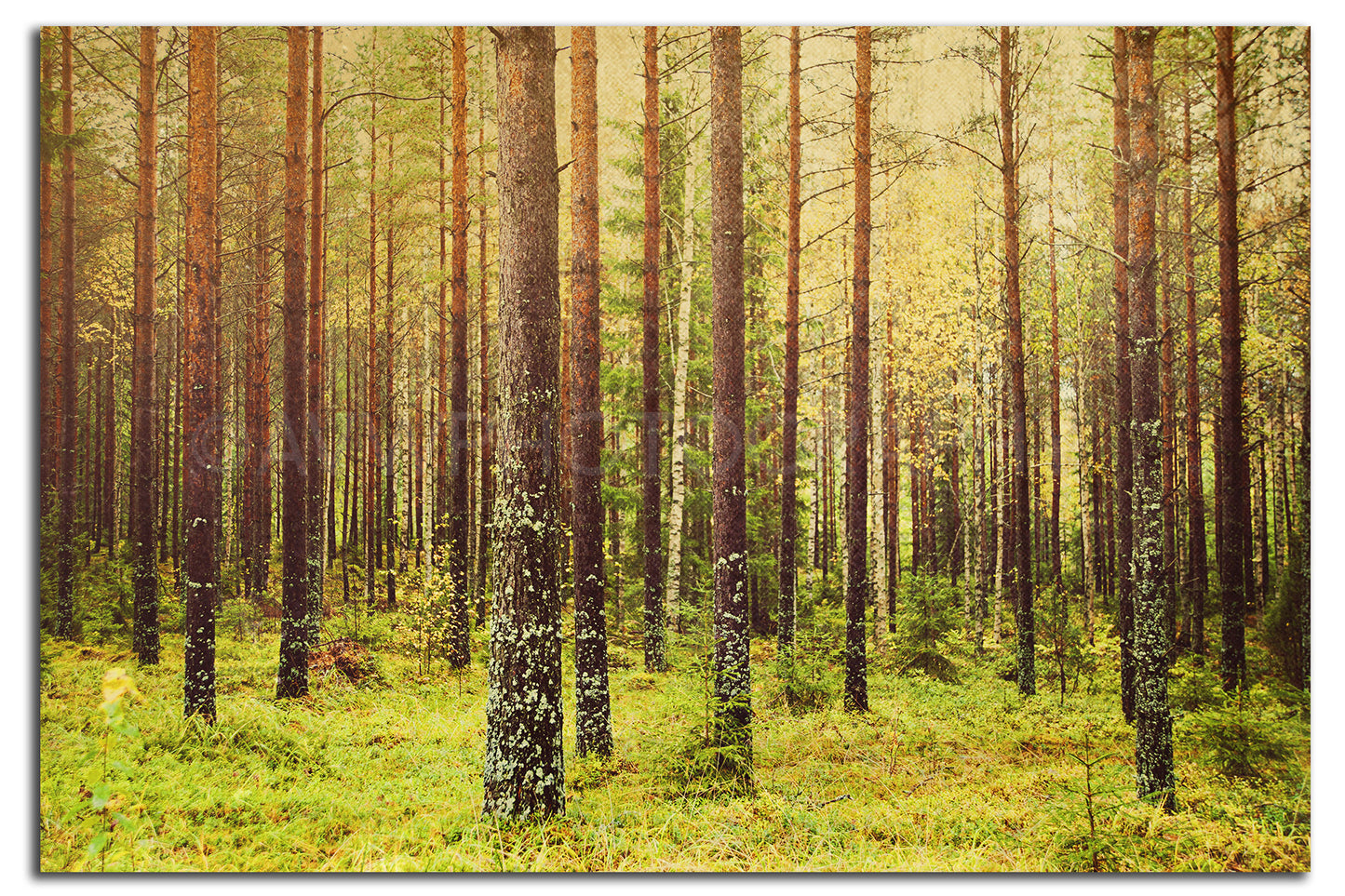 Bosque (metsä) en Finlandia <br>Impresión cromogénica de bellas artes de archivo de edición limitada