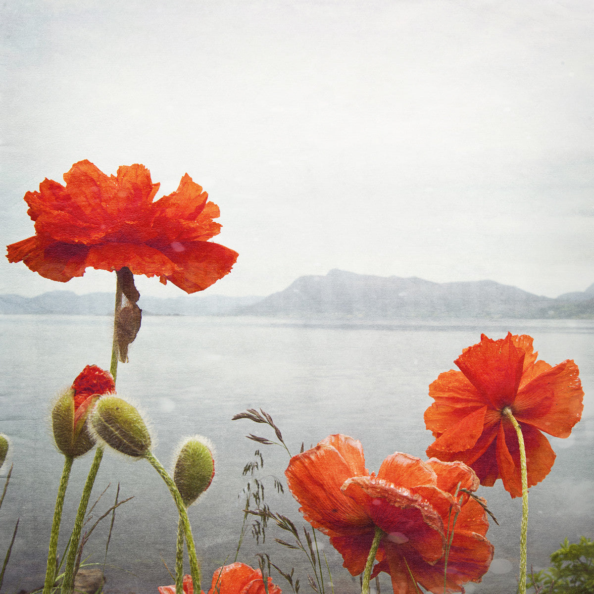 Wild Poppies <br> Stad Norway <br>Archival Fine Art Chromogenic Print