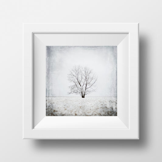 VENTA Impresión 5x5"<br> Estudio de árboles n.° 1<br> Acabado metálico 