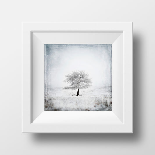 Árbol Solitario No. 2<br> Condado de Vulcano Alta <br>Impresión cromogénica de bellas artes de archivo