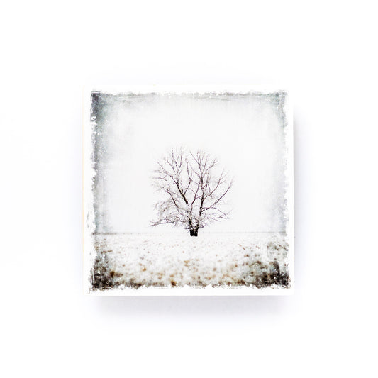 Winter Tree Study No. 1 Birch Wood Photo Coaster