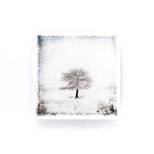 Winter Tree Study No. 2 Birch Wood Photo Coaster