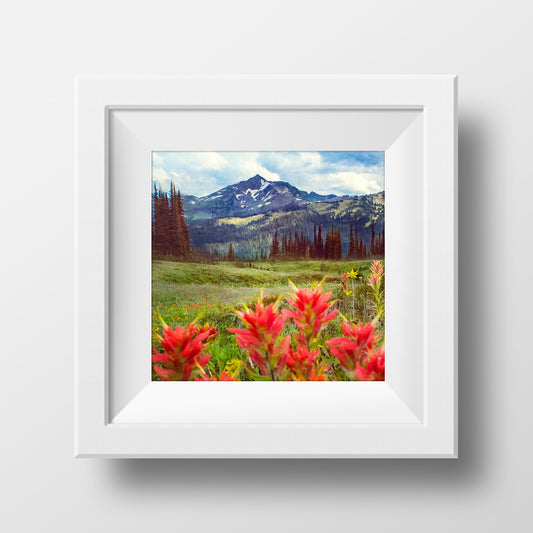 Pinceles + Prados<br> Flores silvestres en BC<br> Impresión cromogénica de bellas artes de archivo