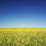 CLEARANCE 5x5" Print<br>Canola Field in Canada<br>Various Finishes