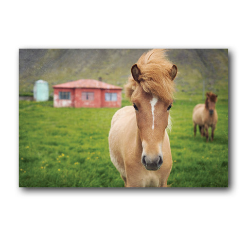 Icelandic Colt + Mare<br>Breiðdalsvík Iceland<br>Limited Edition Fine Art Print<br> SHIPS FREE