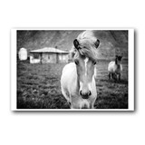 <br> Icelandic Colt<br> Near Breiðdalsvík Iceland<br>Black + White Closed Edition Printing <br> Fine Art Chromogenic Print