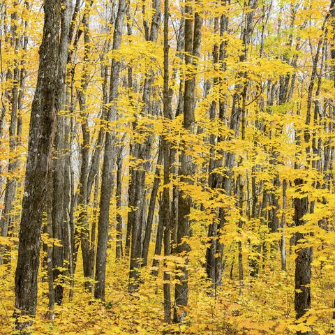 Sample Print <br>Sugar Maples in Autumn<br> Metallic Archival Fine Art Chromogenic Print