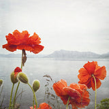 CLEARANCE Print <br>Poppies Along the Ocean <br> Metallic Finish + Various Sizes