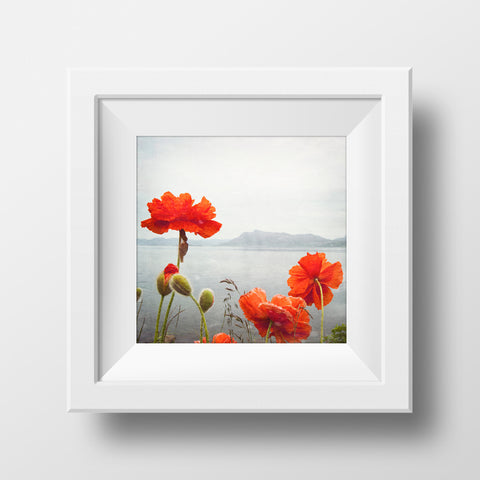 SALE  Print <br>Poppies Along the Ocean <br> Metallic Finish + Various Sizes
