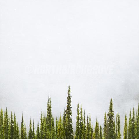 Discontinued Size 10x10" <br> Sub Alpine Fir <br> Metallic Archival Fine Art Chromogenic Print